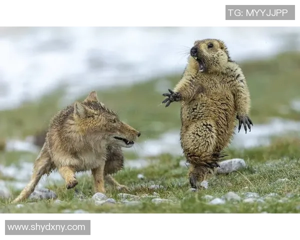 弗洛西与亚特兰2019年对决回顾及精彩瞬间分析